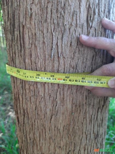 Plantação de Eucalipto 10 anos de idade. Primeiro CORTE! MADEIRA EXCELENTE! Imagem Plantação de Eucalipto 10 anos de idade. Primeiro CORTE! MADEIRA EXCELENTE!