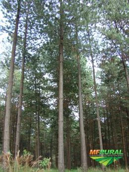 Chácara de 5 alqueires com reflorestamento de pinus com 15 anos