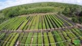 MUDAS DE ESPÉCIES NATIVAS DOS BIOMAS CERRADO E AMAZÔNICO Imagem MUDAS DE ESPÉCIES NATIVAS DOS BIOMAS CERRADO E AMAZÔNICO