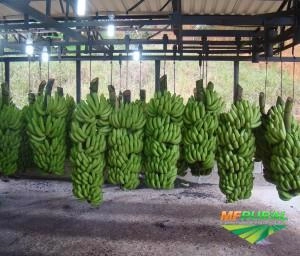 VENDO BANANA Imagem VENDO BANANA