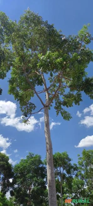 Mudas  de Mogno  Africano khaya Senegalensis