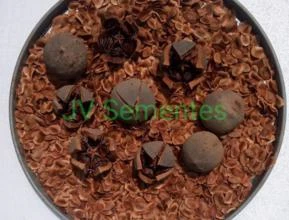 Semente de mogno africano Khaya Senegalensis (1 kg)