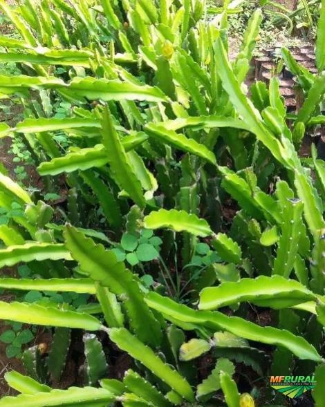 Muda de Lichia Kwai Mai Pink Imagem Muda de Lichia Kwai Mai Pink