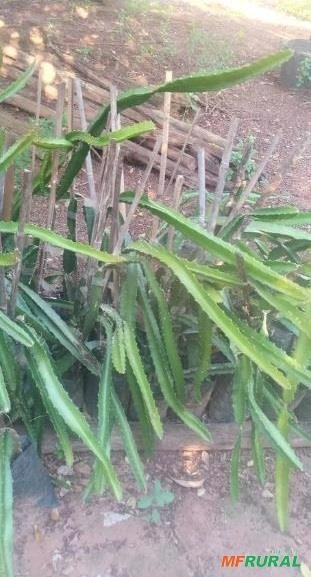 Imagem Estaca de Pitaya vermelha Imagem Estaca de Pitaya vermelha