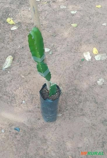 Estaca de Pitaya vermelha Imagem Estaca de Pitaya vermelha