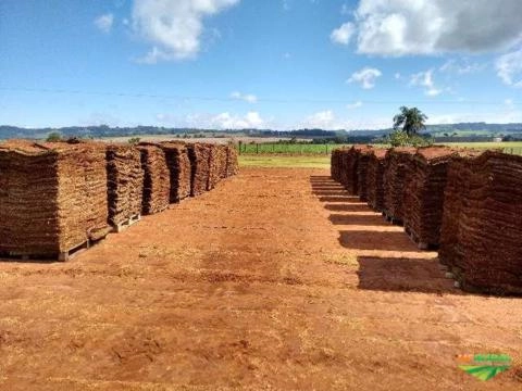 Imagem GRAMA ESMERALDA Imagem GRAMA ESMERALDA