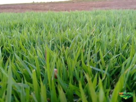 Imagem GRAMA ESMERALDA Imagem GRAMA ESMERALDA