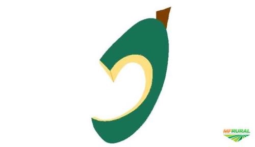 Procuro produtores de JACA Imagem Procuro produtores de JACA