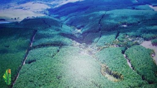 Vendo Toras de Pinus Taeda Imagem Vendo Toras de Pinus Taeda