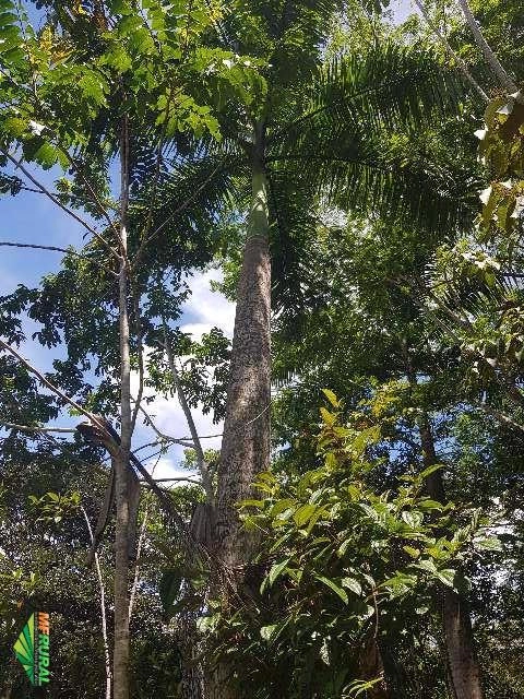 Palmeira imperial adulta Imagem Palmeira imperial adulta