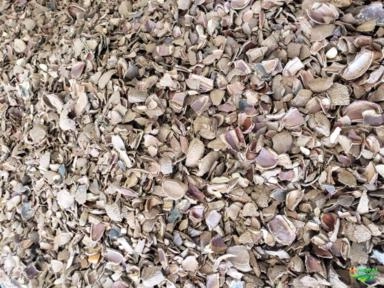 Substrato Casca de Castanha do Pará Imagem Substrato Casca de Castanha do Pará