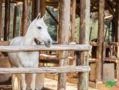 VENDA, TREINO E HOSPEDAGEM DE CAVALOS MANGA-LARGA MACHADOR