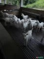 Lote de cabras
