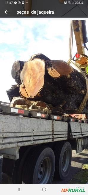 Compramos árvore jaqueira Imagem Compramos árvore jaqueira