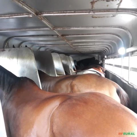 Transporte de Cavalos