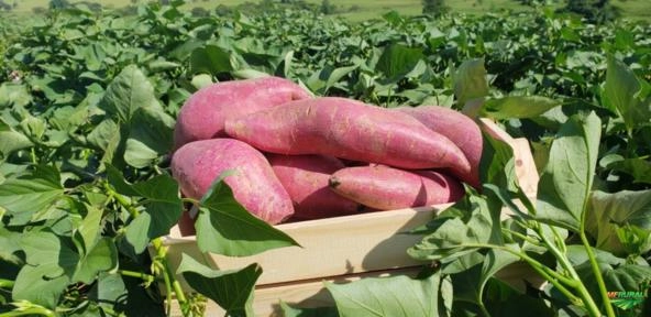 Batata Doce Imagem Batata Doce