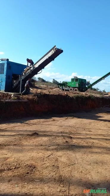 Compro Florestas de Eucalipto Imagem Compro Florestas de Eucalipto