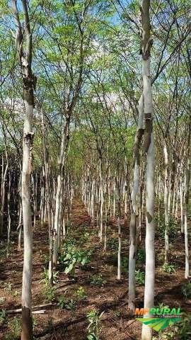 Imagem Árvores adultas e nativas Imagem Árvores adultas e nativas