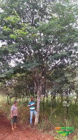 Imagem Árvores adultas e nativas Imagem Árvores adultas e nativas