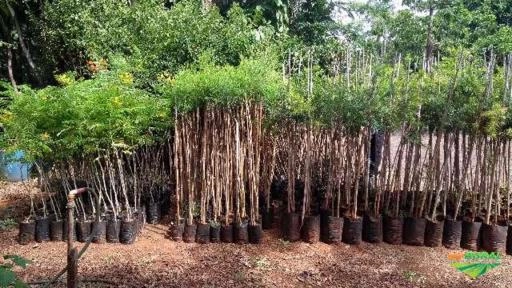 Imagem Árvores adultas e nativas Imagem Árvores adultas e nativas