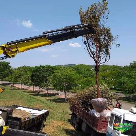 Imagem Árvores adultas e nativas Imagem Árvores adultas e nativas