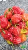 Polpa de pimenta Habanero, Trinidad Scorpions e bhut jholokia Imagem Polpa de pimenta Habanero, Trinidad Scorpions e bhut jholokia