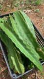 Mudas de Pitaya polpa Vermelha/ROXA Produção rápida