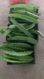 Mudas de Pitaya polpa Vermelha/ROXA Produção rápida