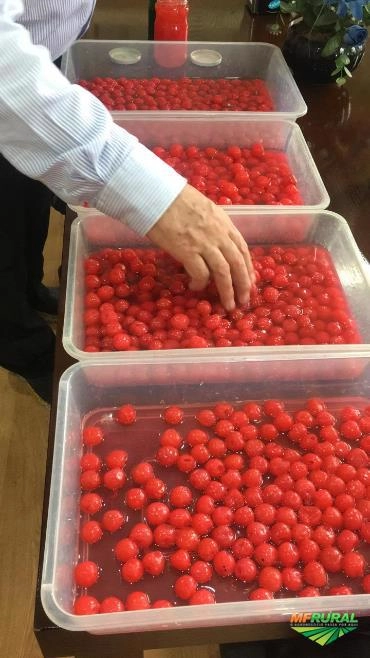 Cereja Imagem Cereja