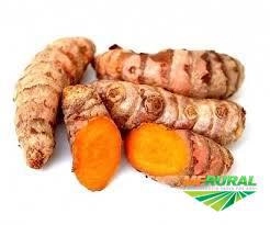 Açafrão em Raiz Imagem Açafrão em Raiz