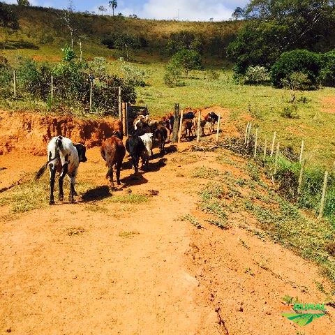 Maravilhosa Fazenda Morro do Pilar