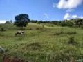 Fazenda para Leite em Piranga-MG