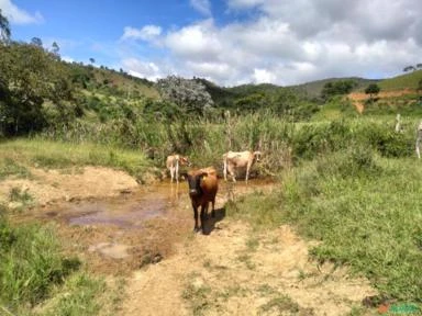 Fazenda para Leite em Piranga-MG