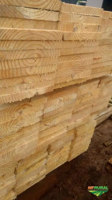 Tábuas de Eucalipto Secas e Tratadas Imagem Tábuas de Eucalipto Secas e Tratadas