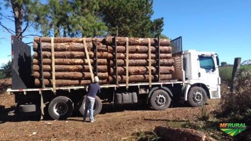 Imagem Toras de Pinus elioti Imagem Toras de Pinus elioti