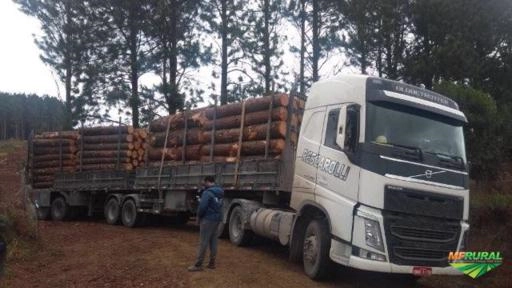 Imagem Toras de Pinus elioti Imagem Toras de Pinus elioti
