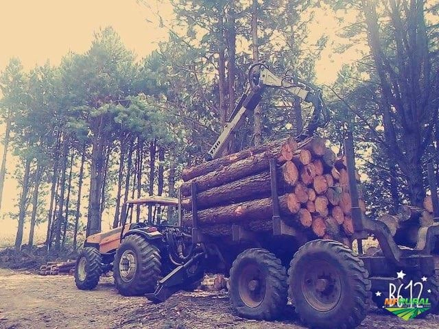 Toras de Pinus elioti Imagem Toras de Pinus elioti