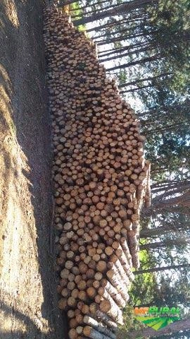 Imagem Toras de Pinus elioti Imagem Toras de Pinus elioti