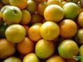 Melhores laranjas da bahia direto do produtor Imagem Melhores laranjas da bahia direto do produtor