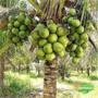 Coco verde Imagem Coco verde