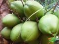 Coco verde Imagem Coco verde
