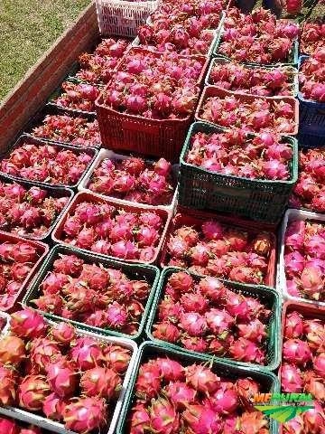 Pitaya Imagem Pitaya