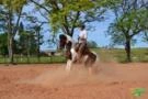 CAVALO CRIOULO TOBIANO