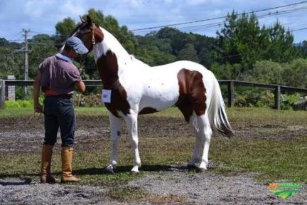 CAVALO CRIOULO TOBIANO