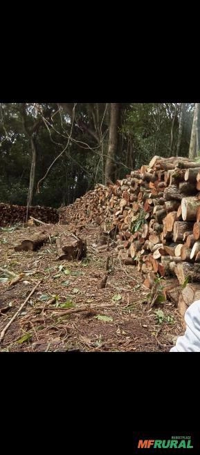 Tora de Canela-de-Sassafrás Imagem Tora de Canela-de-Sassafrás