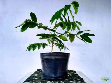 Mudas de baru Imagem Mudas de baru