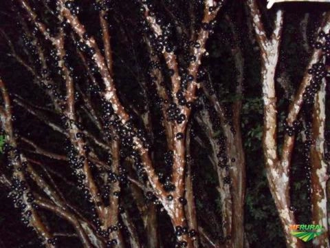 JABUTICABEIRAS VENDO URGENTE Imagem JABUTICABEIRAS VENDO URGENTE