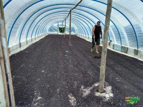 Pimenta do Reino secada em estufa organica Imagem Pimenta do Reino secada em estufa organica