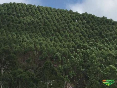 Fazenda de 32 alqueires com 70.000 pés de eucalipto e produção de shiitake em torás organico