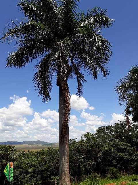 Vendo 12 Palmeiras Imperial Imagem Vendo 12 Palmeiras Imperial